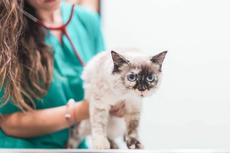 revisión de un gato en hospital veterinario riera alta de barcelona