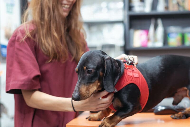 revision de un perro en hospital veterinario riera alta de barcelona