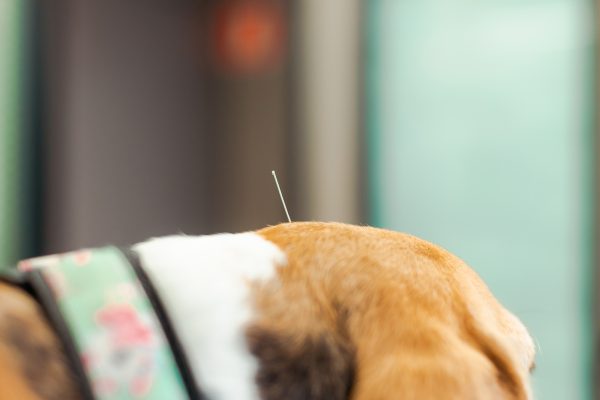 Servicio de acupuntura a mascotas en Hospital Veterinario Riera Alta Barcelona