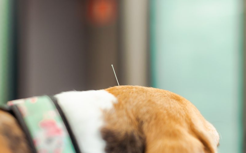 Servicio de acupuntura a mascotas en Hospital Veterinario Riera Alta Barcelona