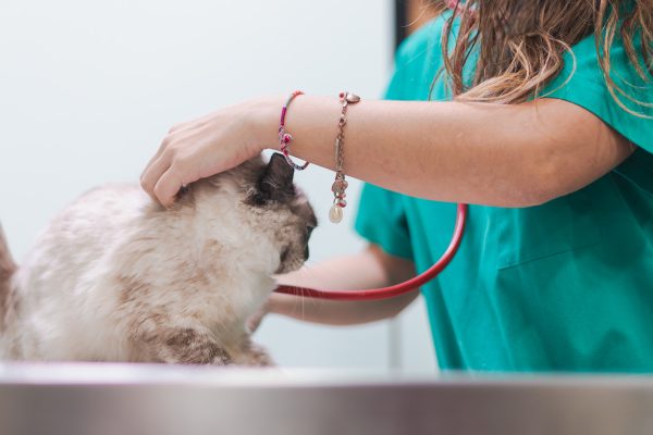 veterinaria ausculta a gato en hospital veterinario riera alta de barcelona