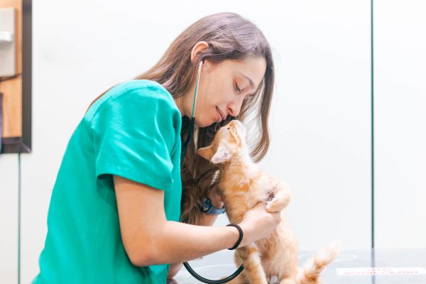 Servicio de cardiología a gato en Hospital Veterinario Riera Alta Barcelona