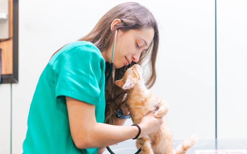 Servicio de cardiología a gato en Hospital Veterinario Riera Alta Barcelona