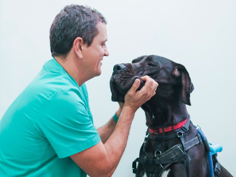 veterinario toca con cariño a perro en hospital veterinario riera alta de barcelona