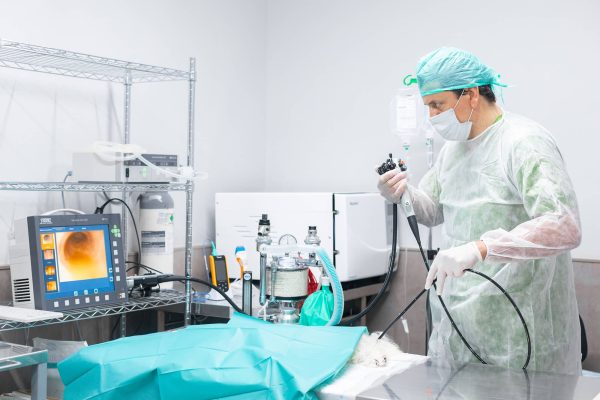 videoendoscopia animal en hospital veterinario riera alta de barcelona