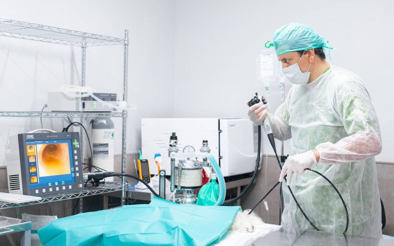 Videoendoscopia mascota en Hospital Veterinario Riera Alta Barcelona videoendoscopia animal en hospital veterinario riera alta de barcelona