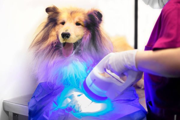 phovia para cicatrizacion y dermatologia en hospital veterinario riera alta barcelona