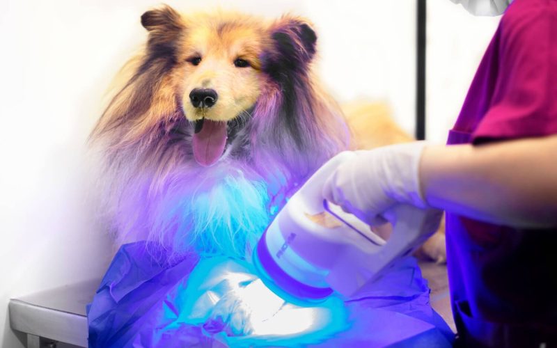 phovia cicatrizacion grup rier aalta phovia para cicatrizacion y dermatologia en hospital veterinario riera alta barcelona