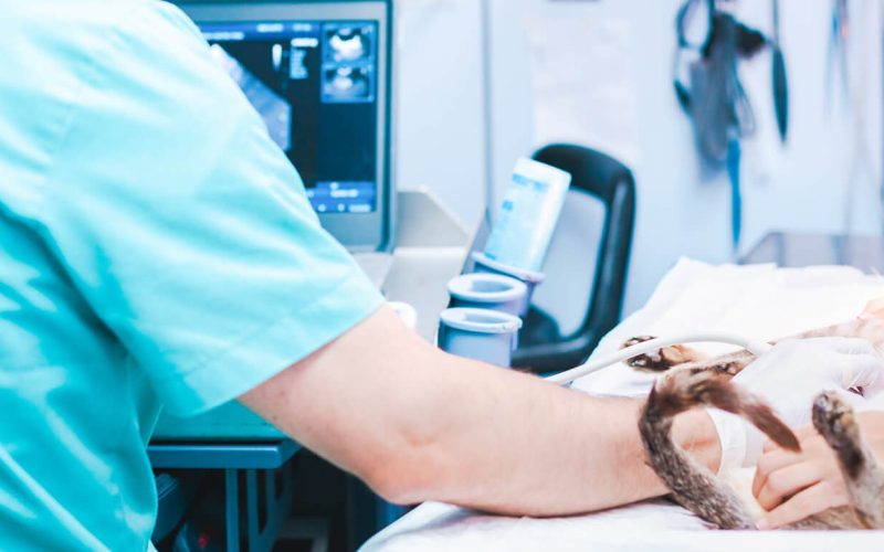 ecografía a mascota en hospital veterinario riera alta de barcelona