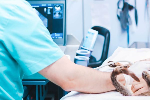 ecografía a mascota en hospital veterinario riera alta de barcelona