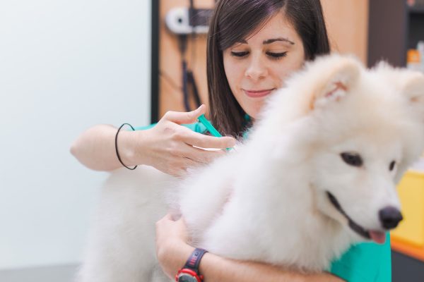 Veterinaria vacuna a perro en Hospital Veterinario Riera Alta Barcelona