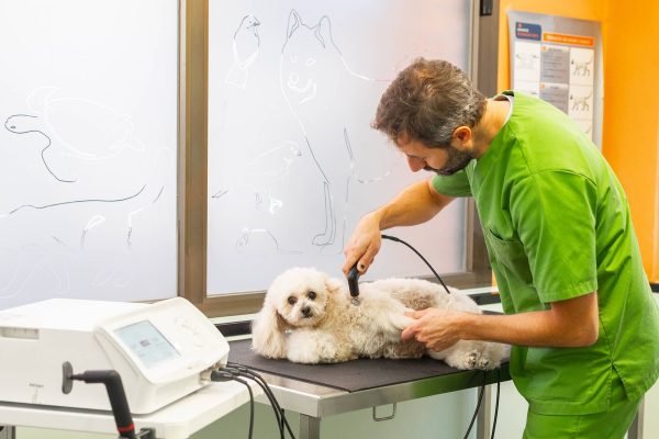 Servicio de rehabilitación en Clinica Veterinaria Sant Andreu de Barcelona